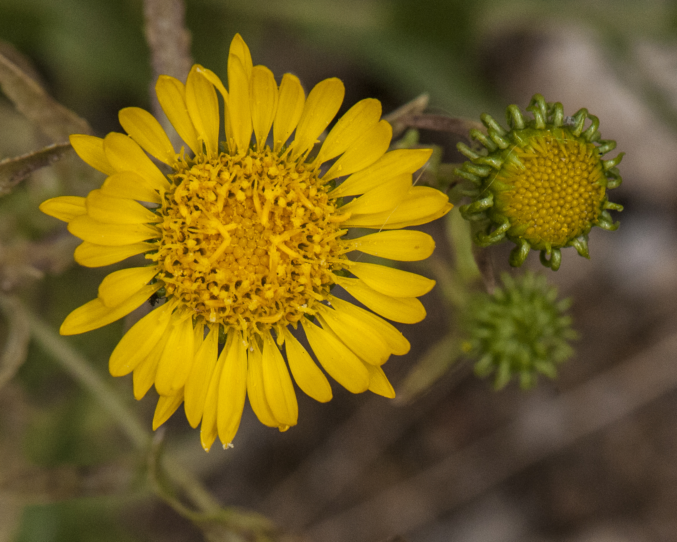 Curlycup Gumweed Flower