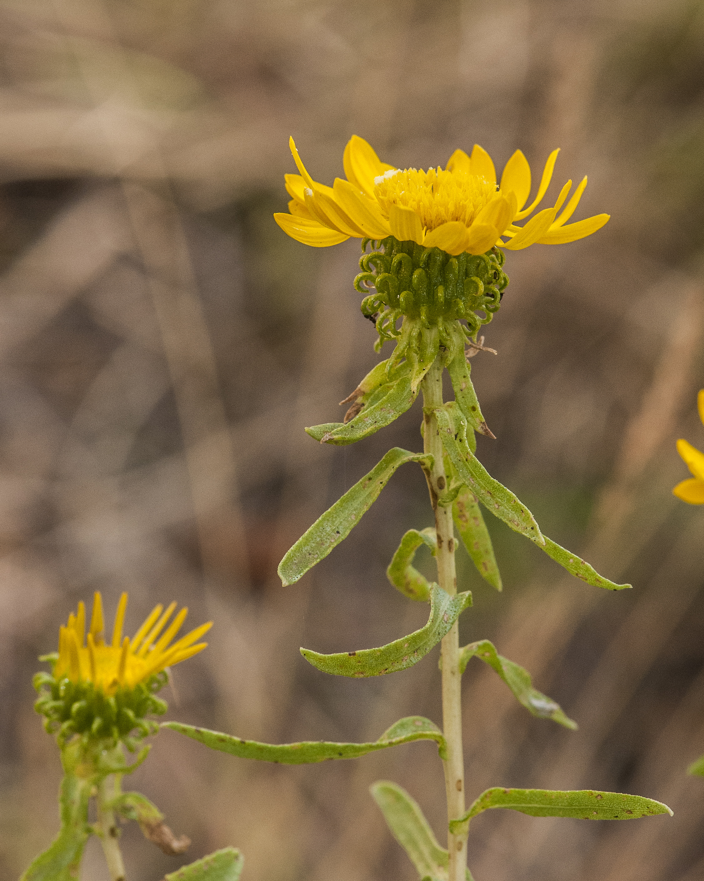 Curlycup Gumweed Flower