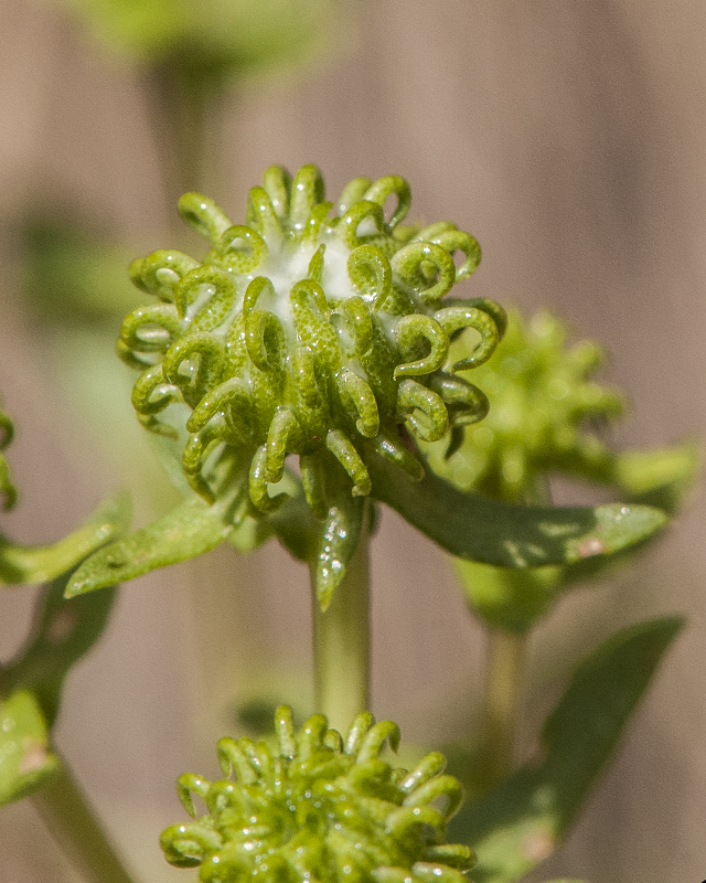 Curlycup Gumweed Bud