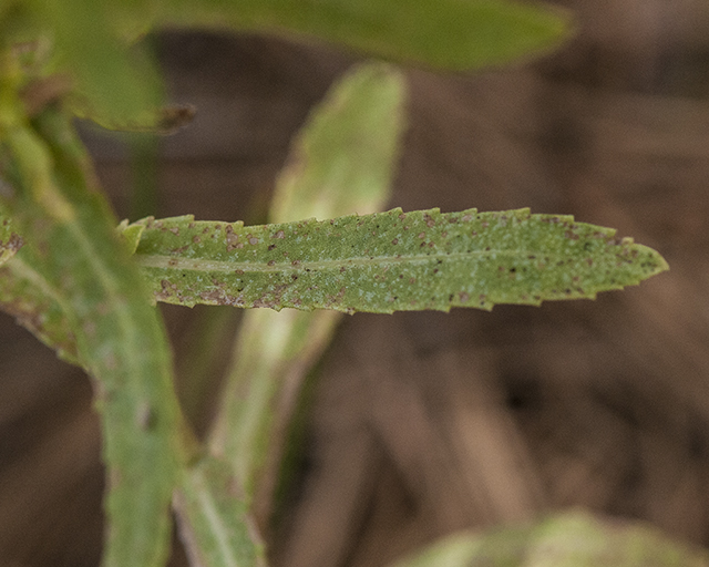 Curlycup Gumweed Leaves