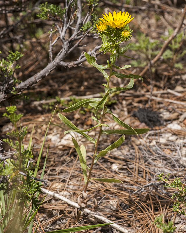Curlycup Gumweed Plant