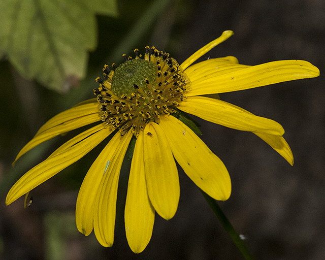 Cutleaf Coneflower Flower