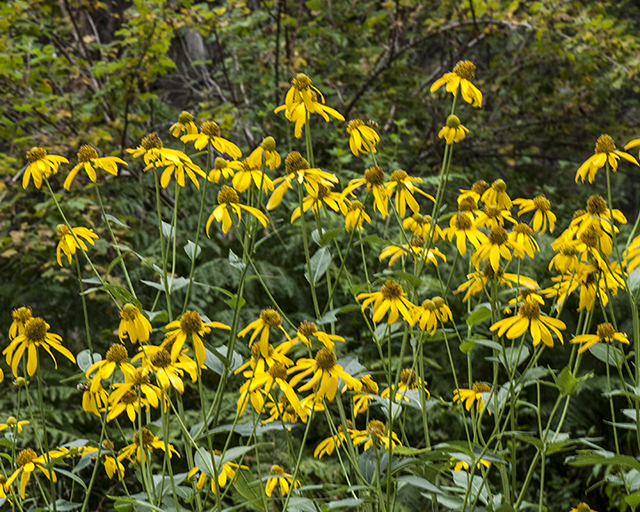 Cutleaf Coneflower Plant