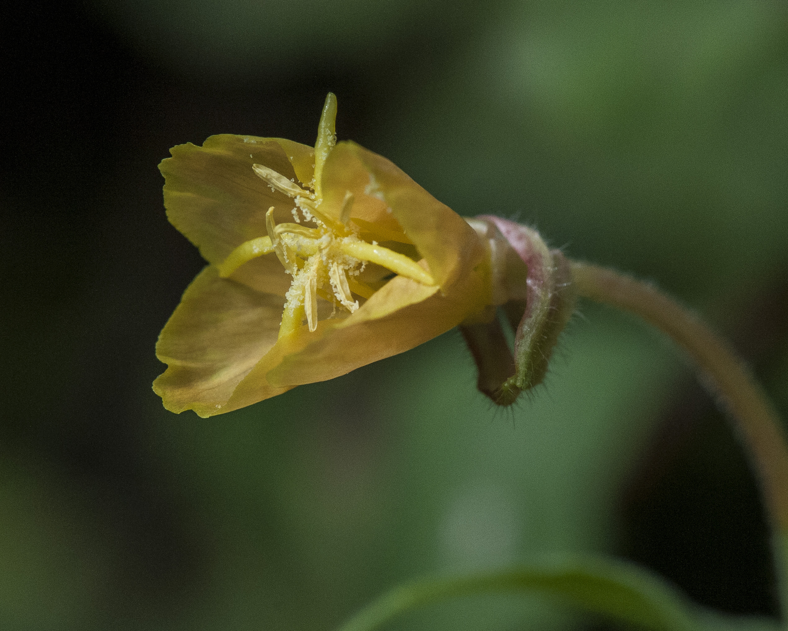 Cutleaf Evening Primrose Flower