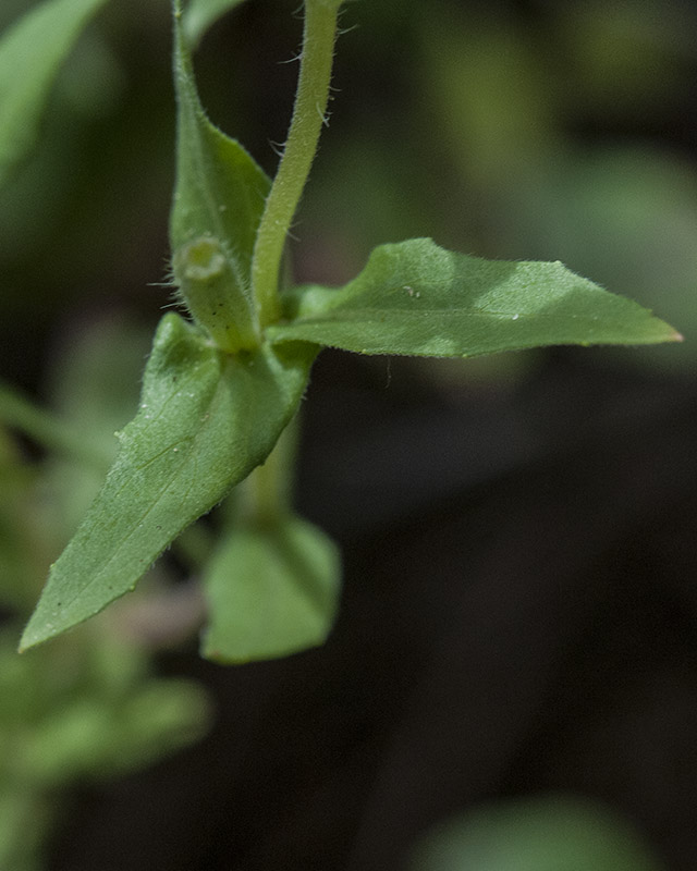 Cutleaf Evening Primrose Leaves