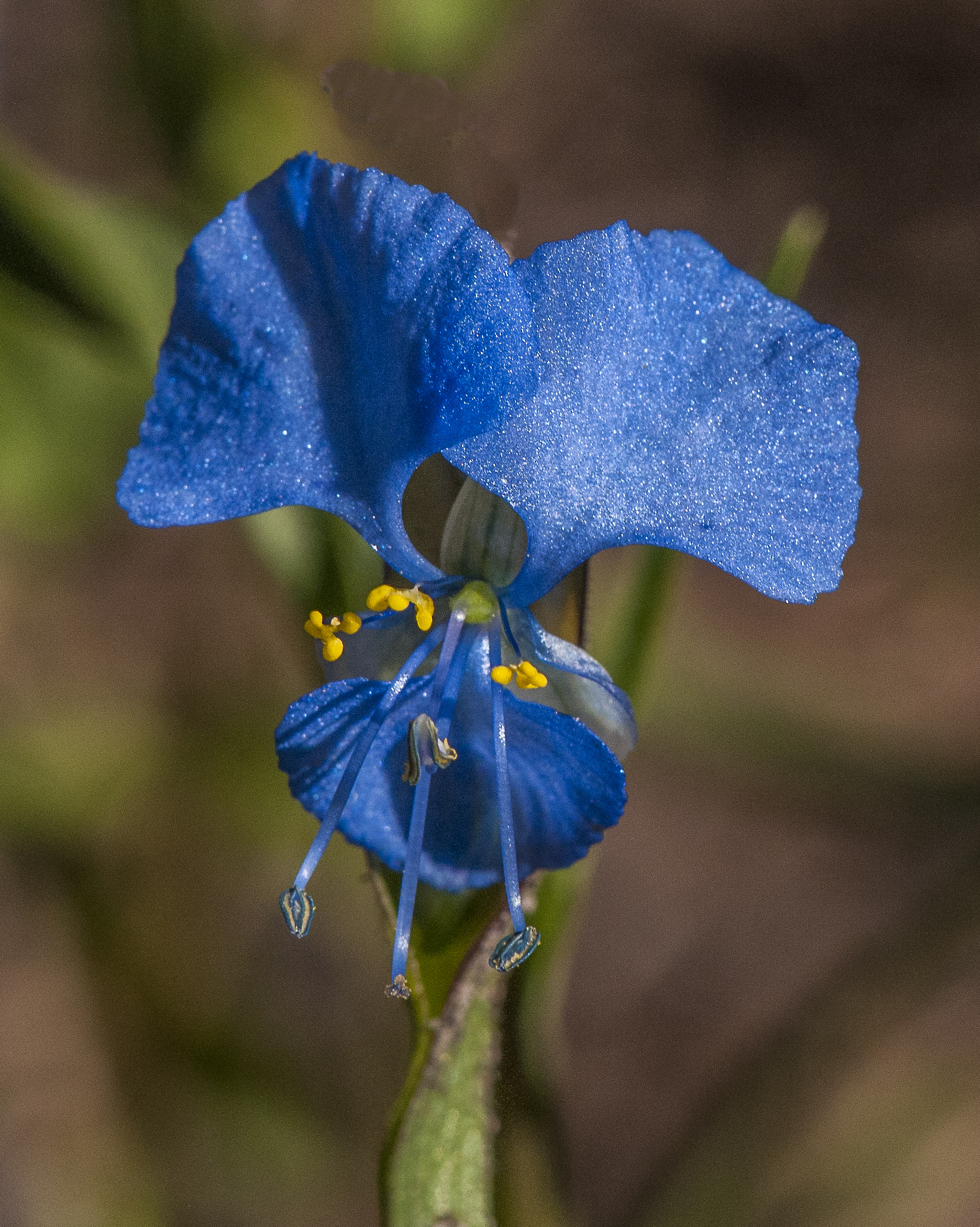Dayflower Flower Lateral