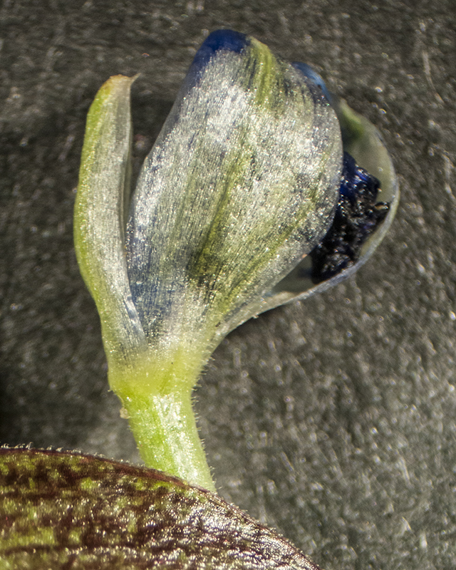 Dayflower Bud from Spathe