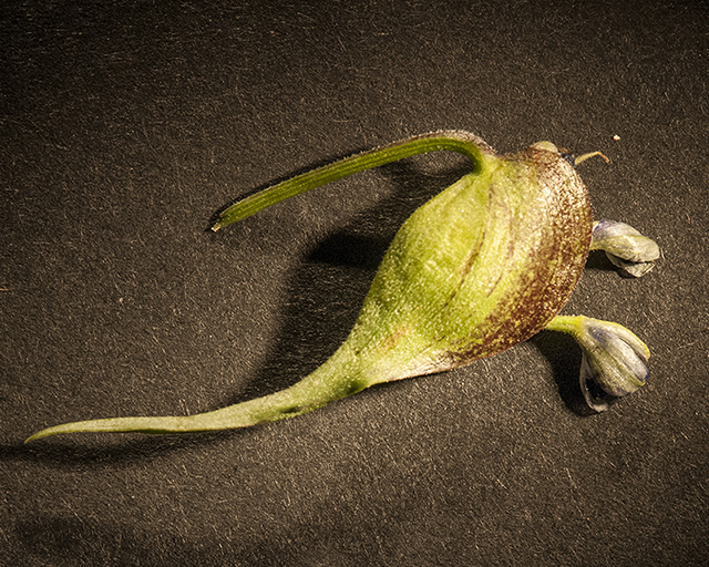Dayflower Spathe