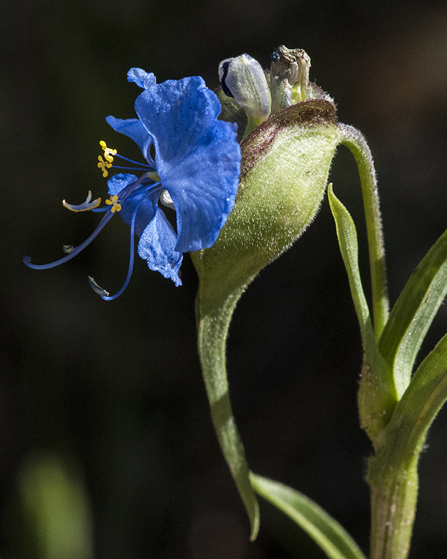 Dayflower Flower with Spathe