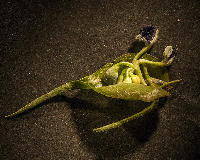 Dayflower Open Spathe