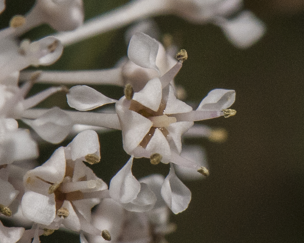 Deerbrush Flower