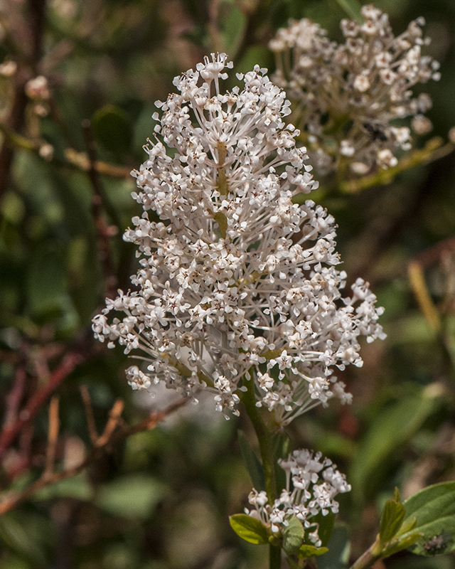 Deerbrush Inflorescence