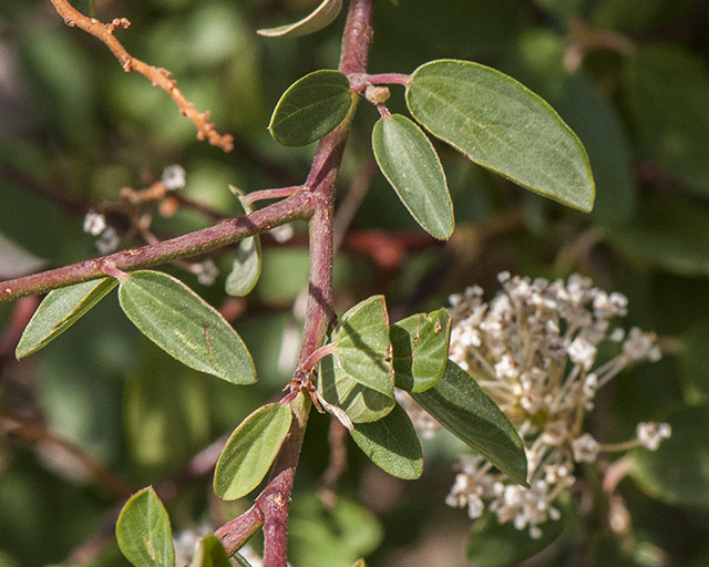 Deerbrush Leaves