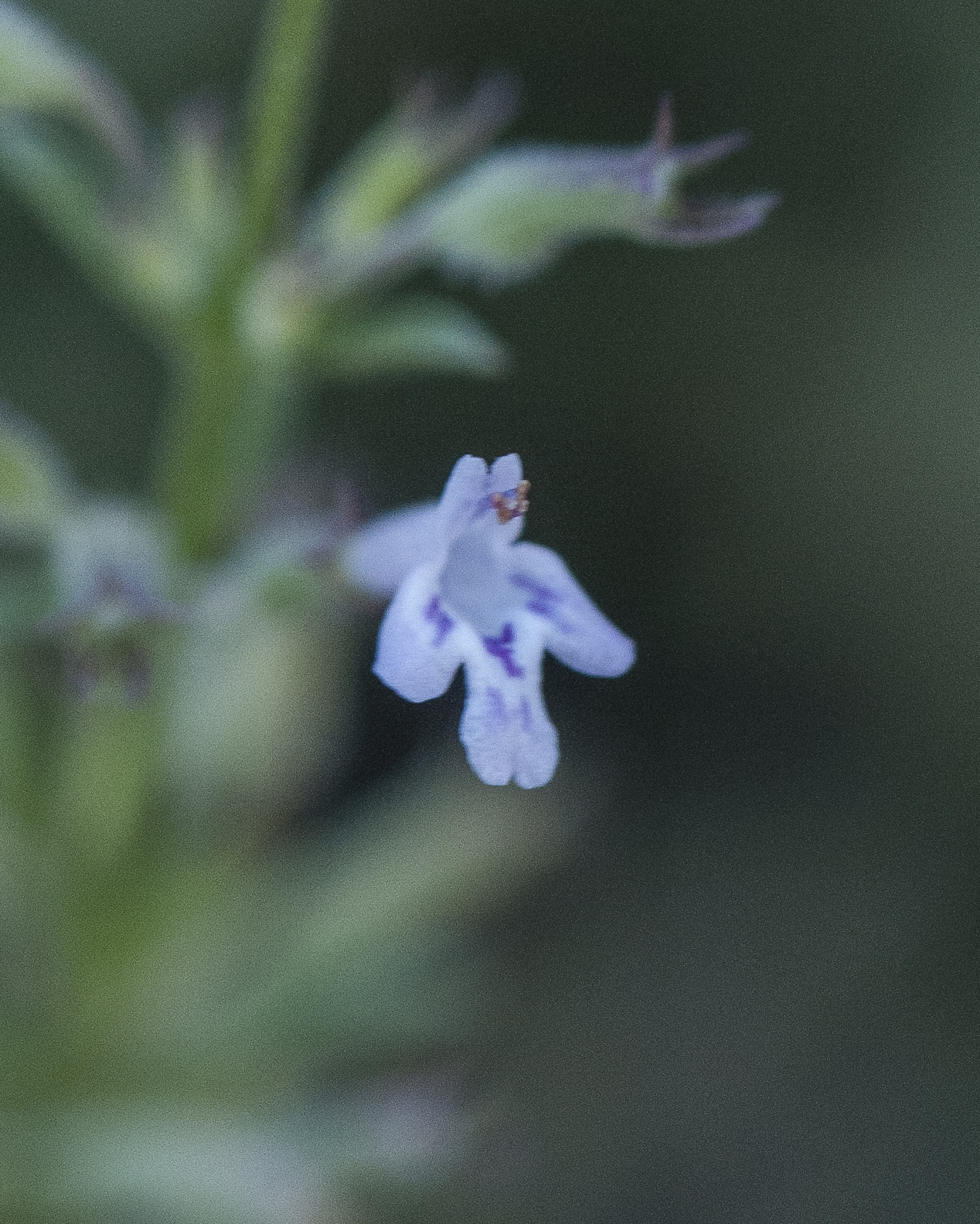 Dentate False Pennyroyal Flower