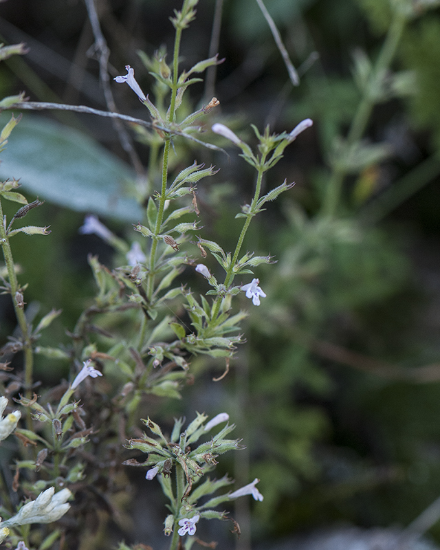 Dentate False Pennyroyal Plant