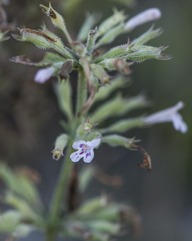 Dentate False Pennyroyal Stem