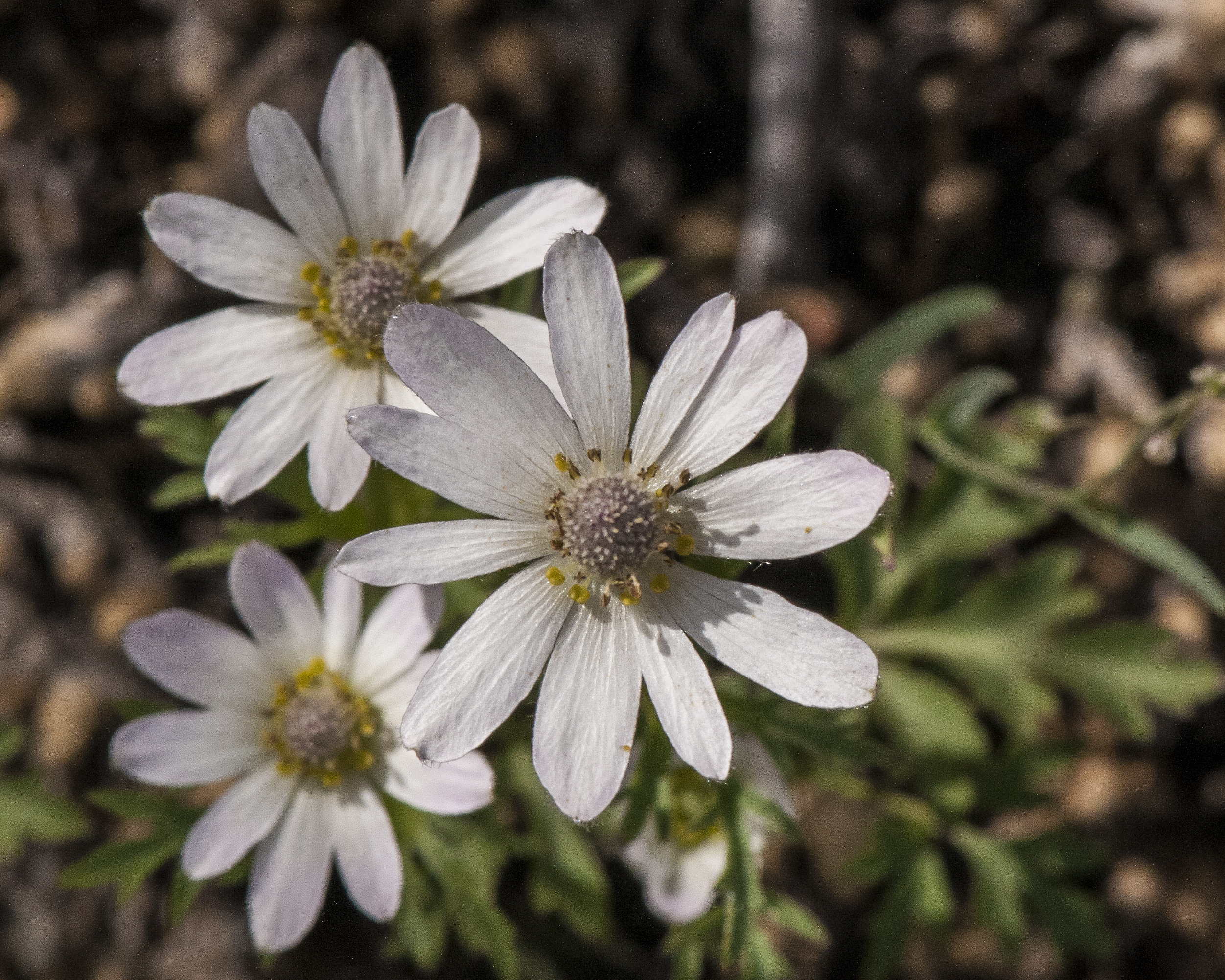 Desert Anemone Flower