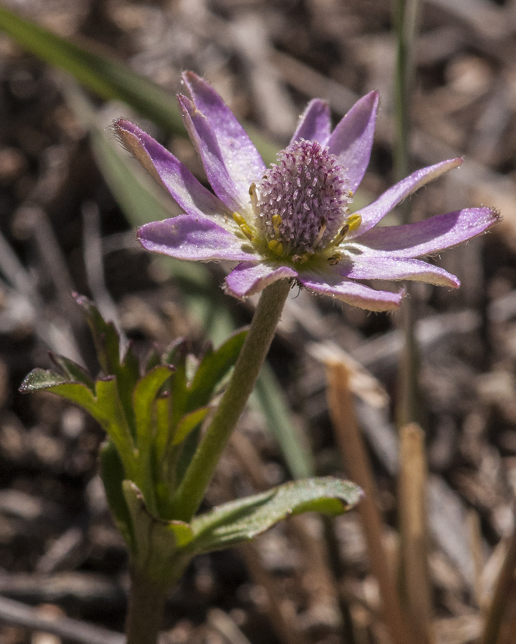 Desert Anemone Flower