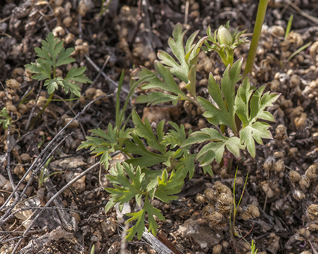 Desert Anemone Leaves