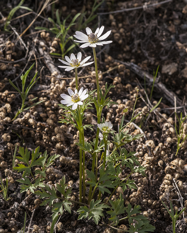 Desert Anemone Plant