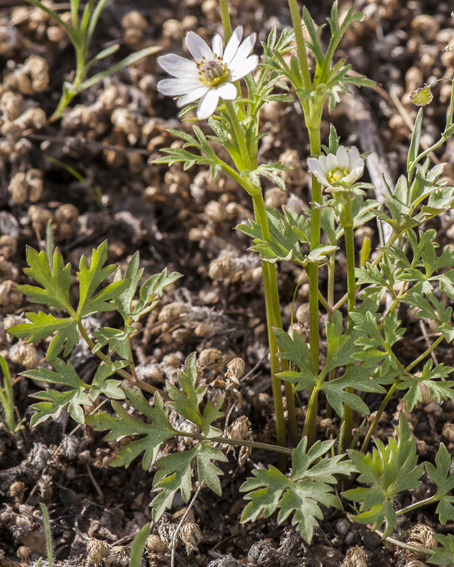 Desert Anemone Stem