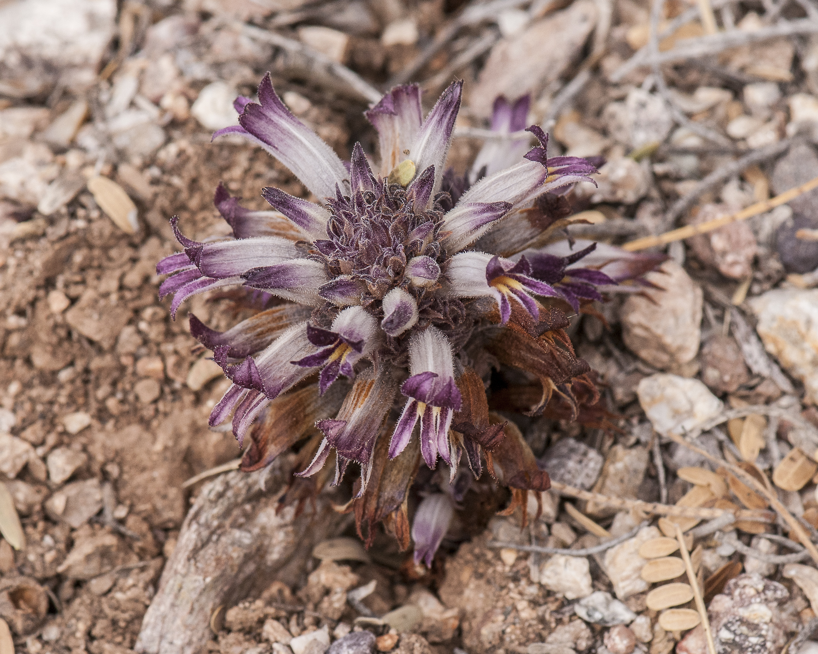Desert Broomrape Plant