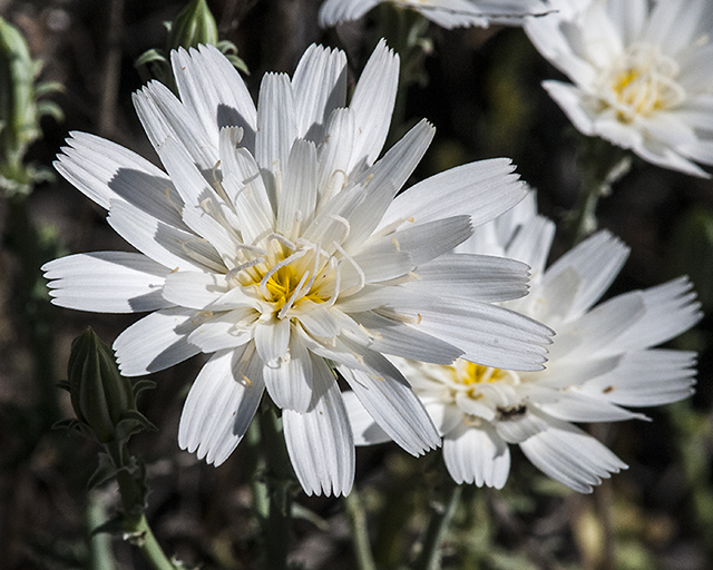 Desert Chicory Flower