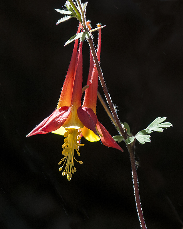 Desert Columbine Flower