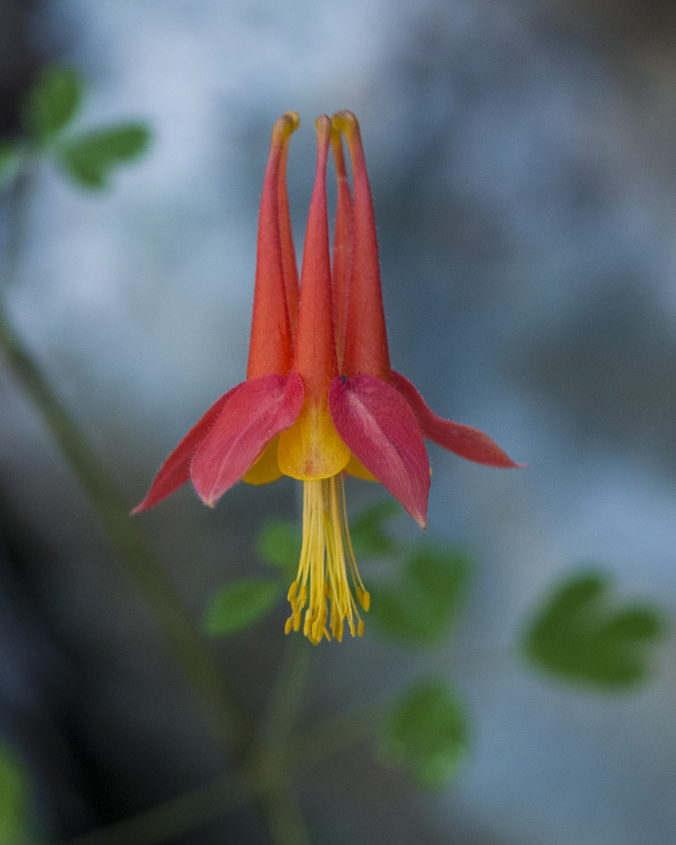 Desert Columbine Flower