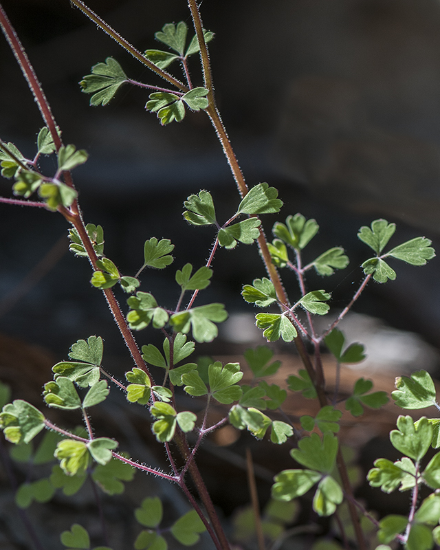 Desert Columbine Leaves