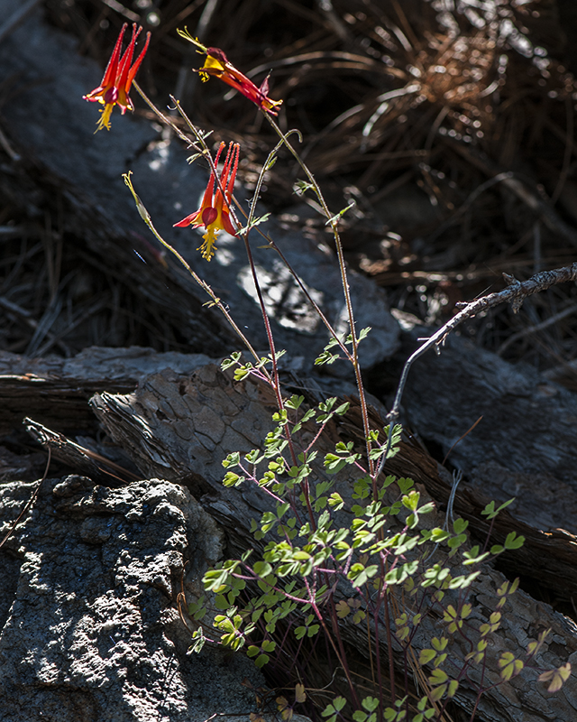 Desert Columbine Plant