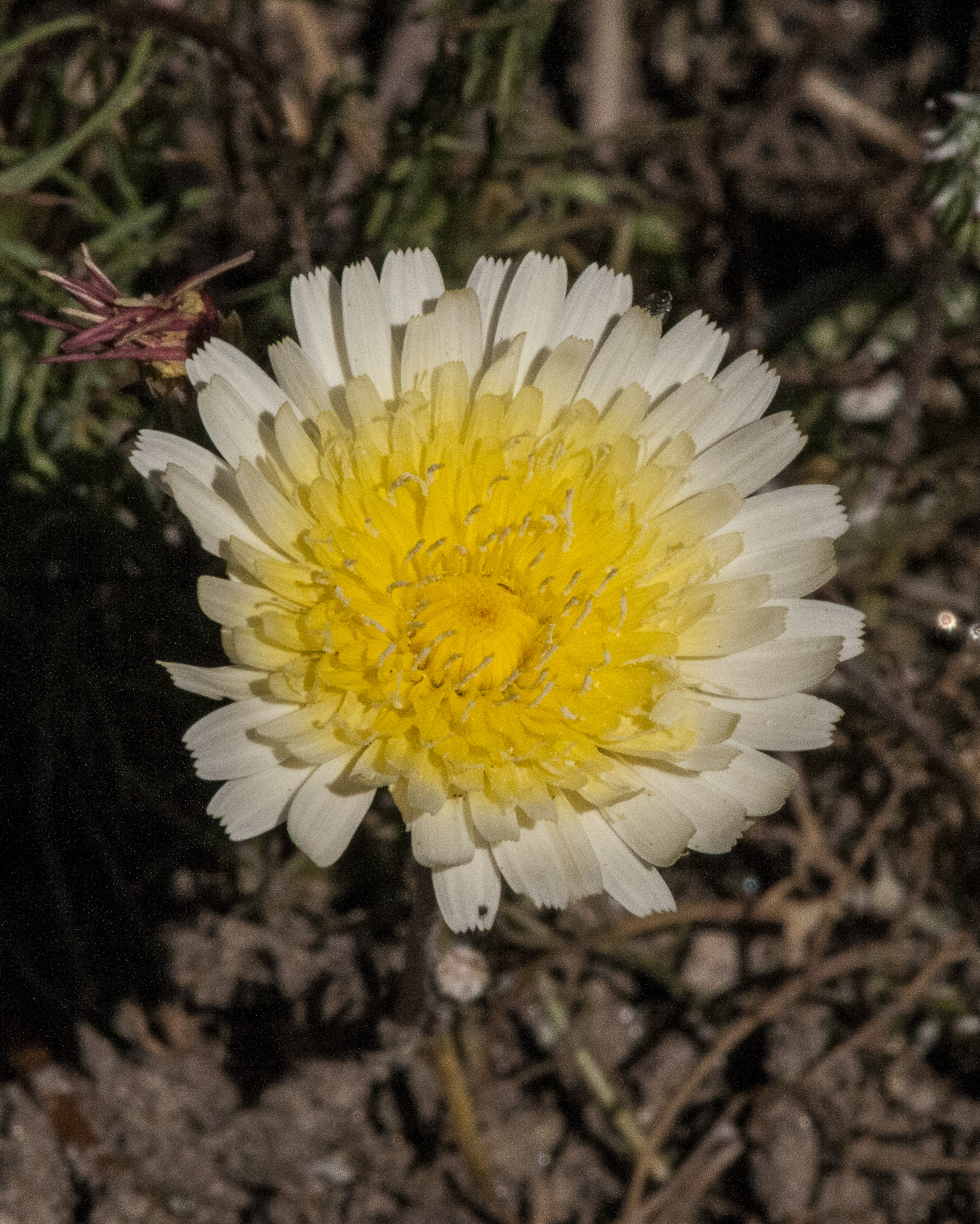 Desert Dandelion