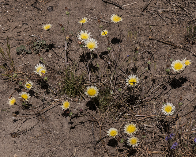 Desert Dandelion