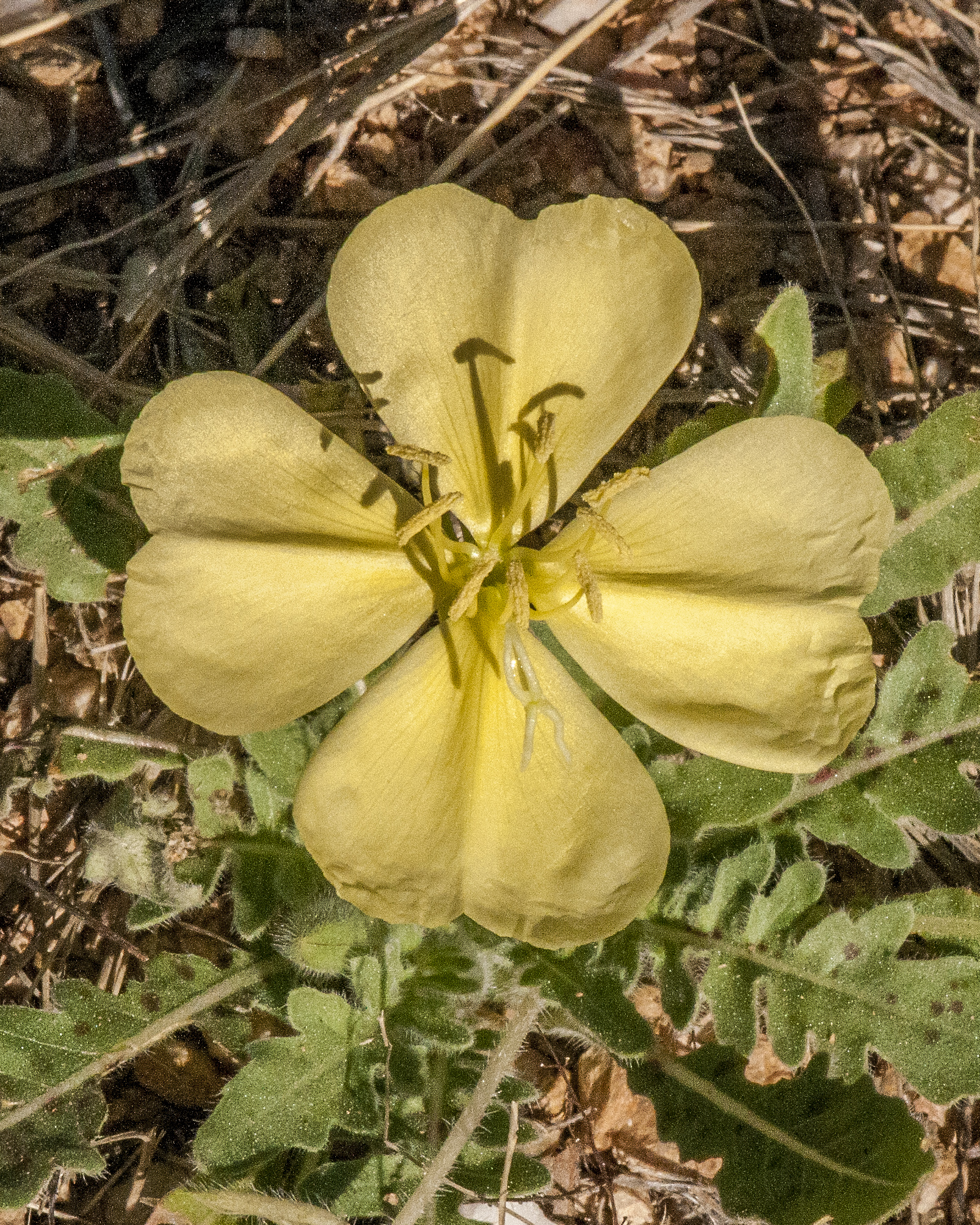 Desert Evening Primrose Flower