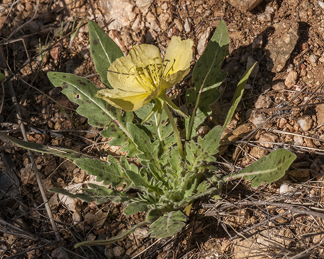 Desert Evening Primrose Plant