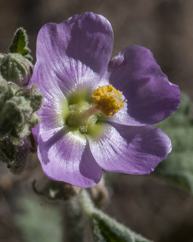 Desert Globemallow Flower