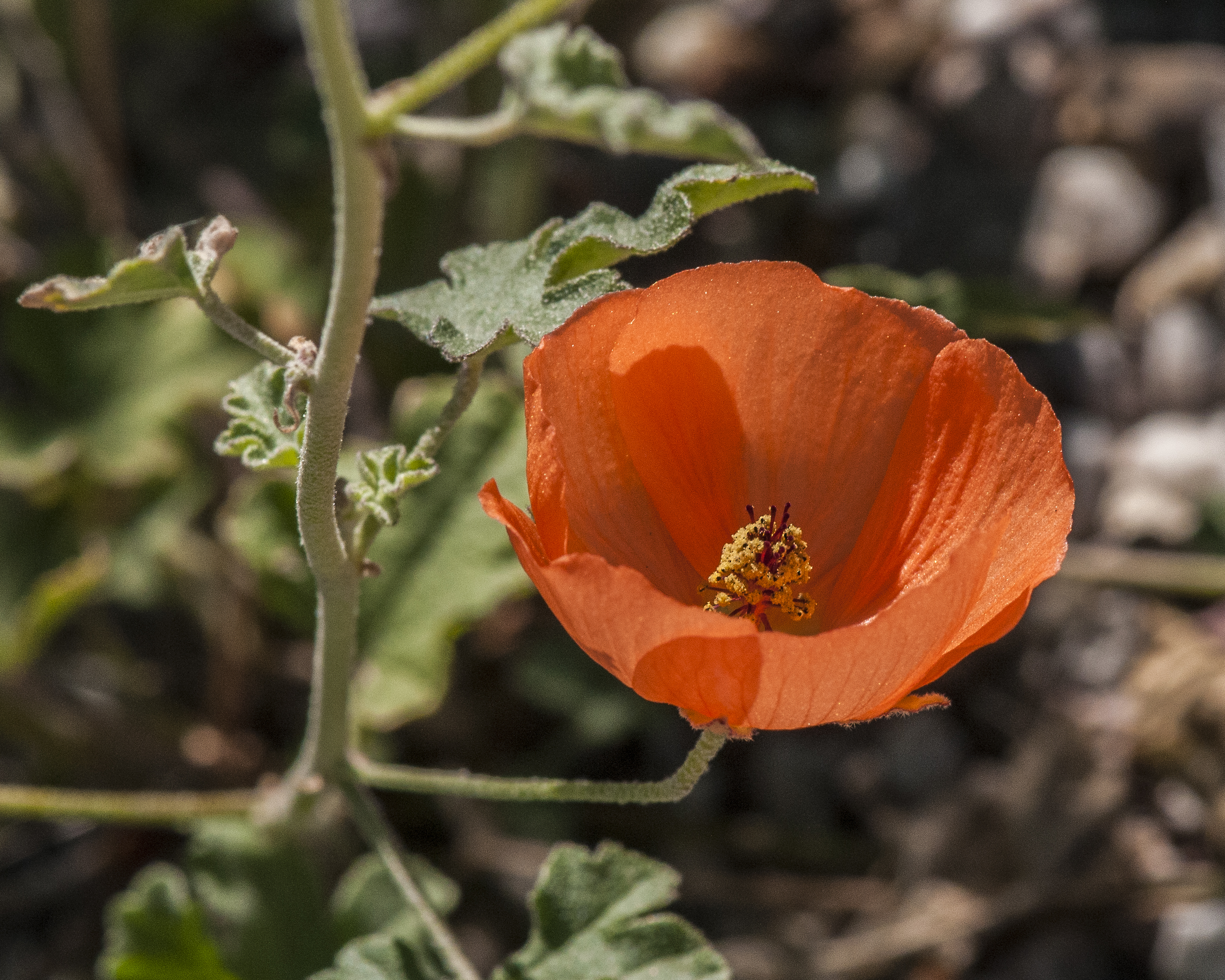Desert Globemallow Flower