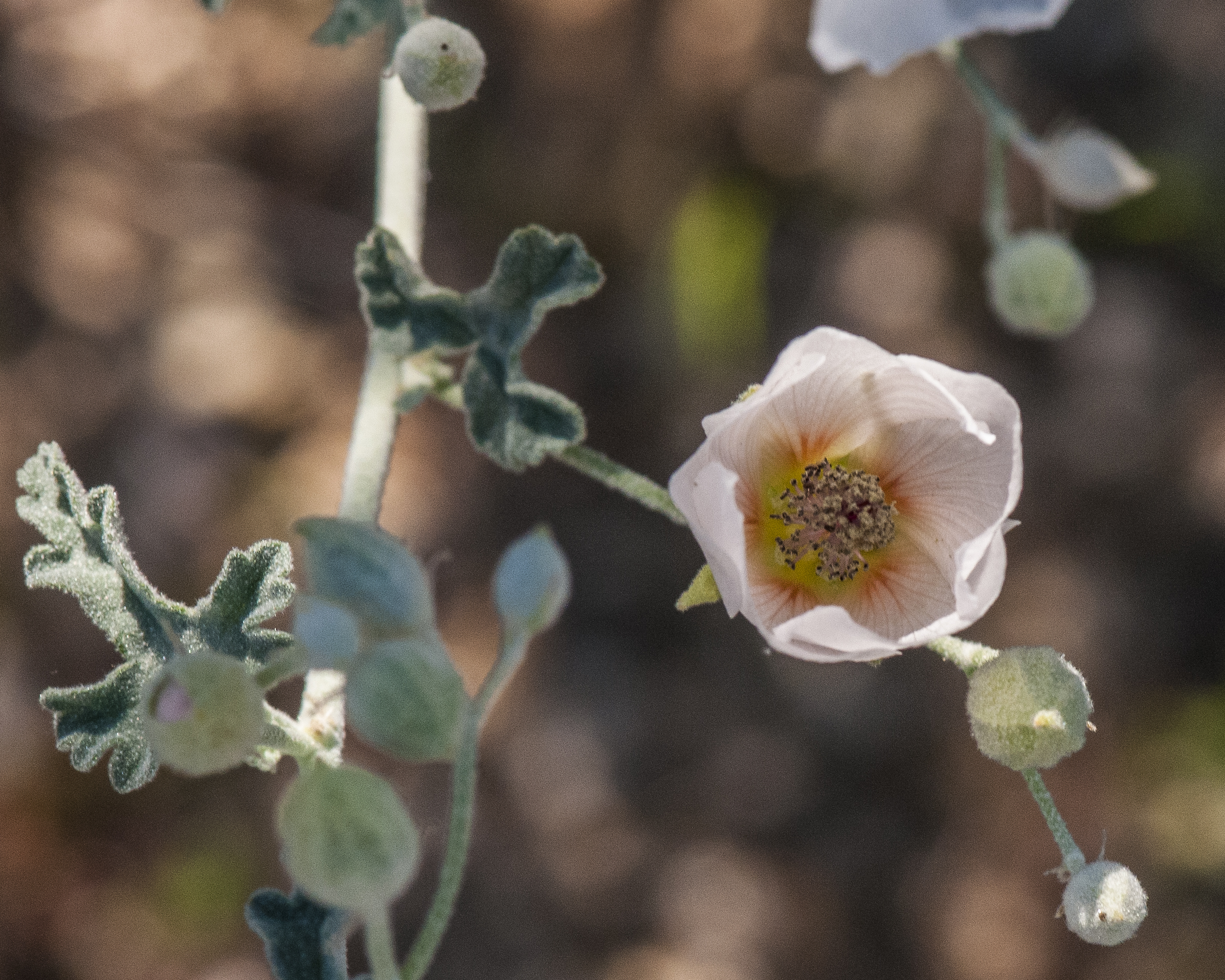 Desert Globemallow Flower