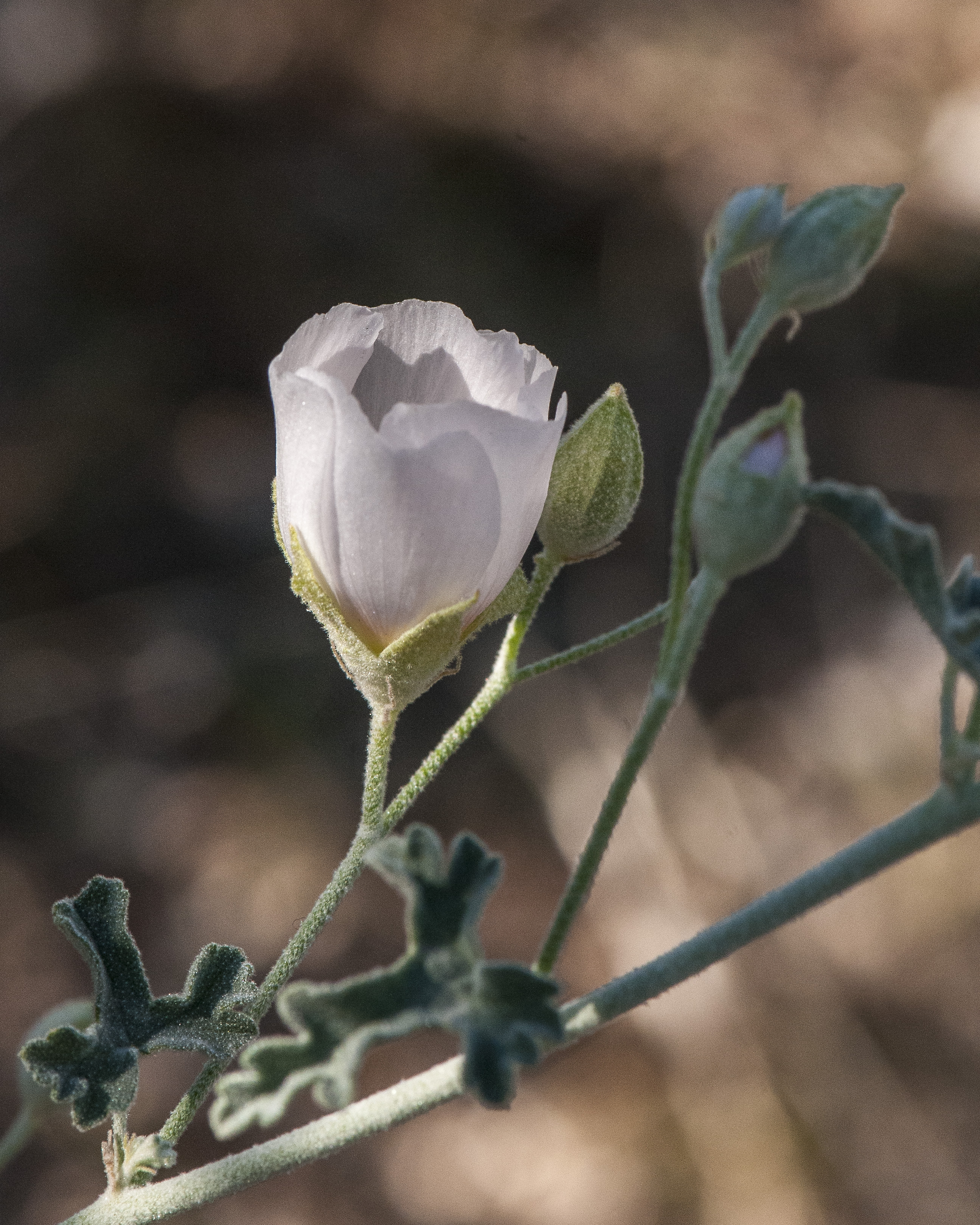 Desert Globemallow Flower