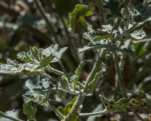 Desert Globemallow Leaves