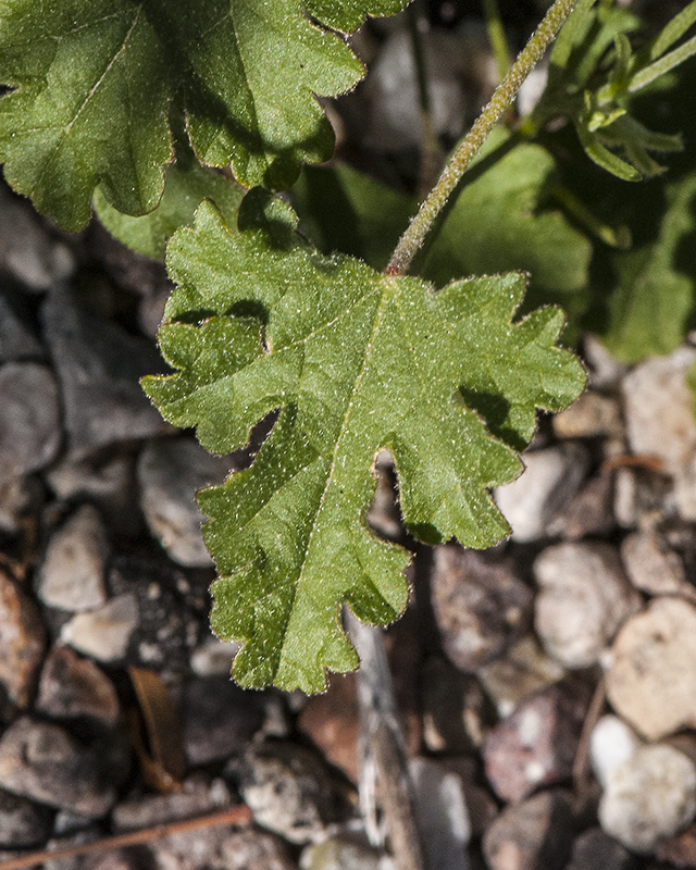 Desert Globemallow Leaves