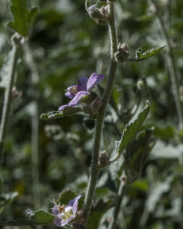 Desert Globemallow Plant