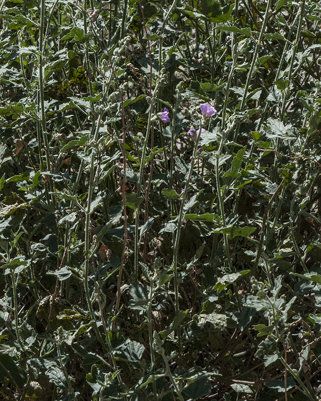 Desert Globemallow Plant