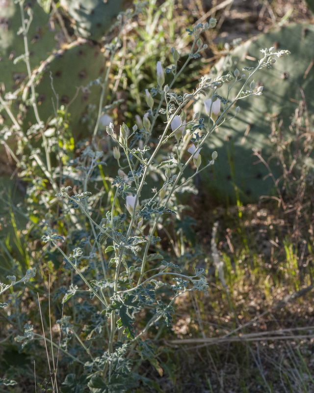 Desert Globemallow Flower