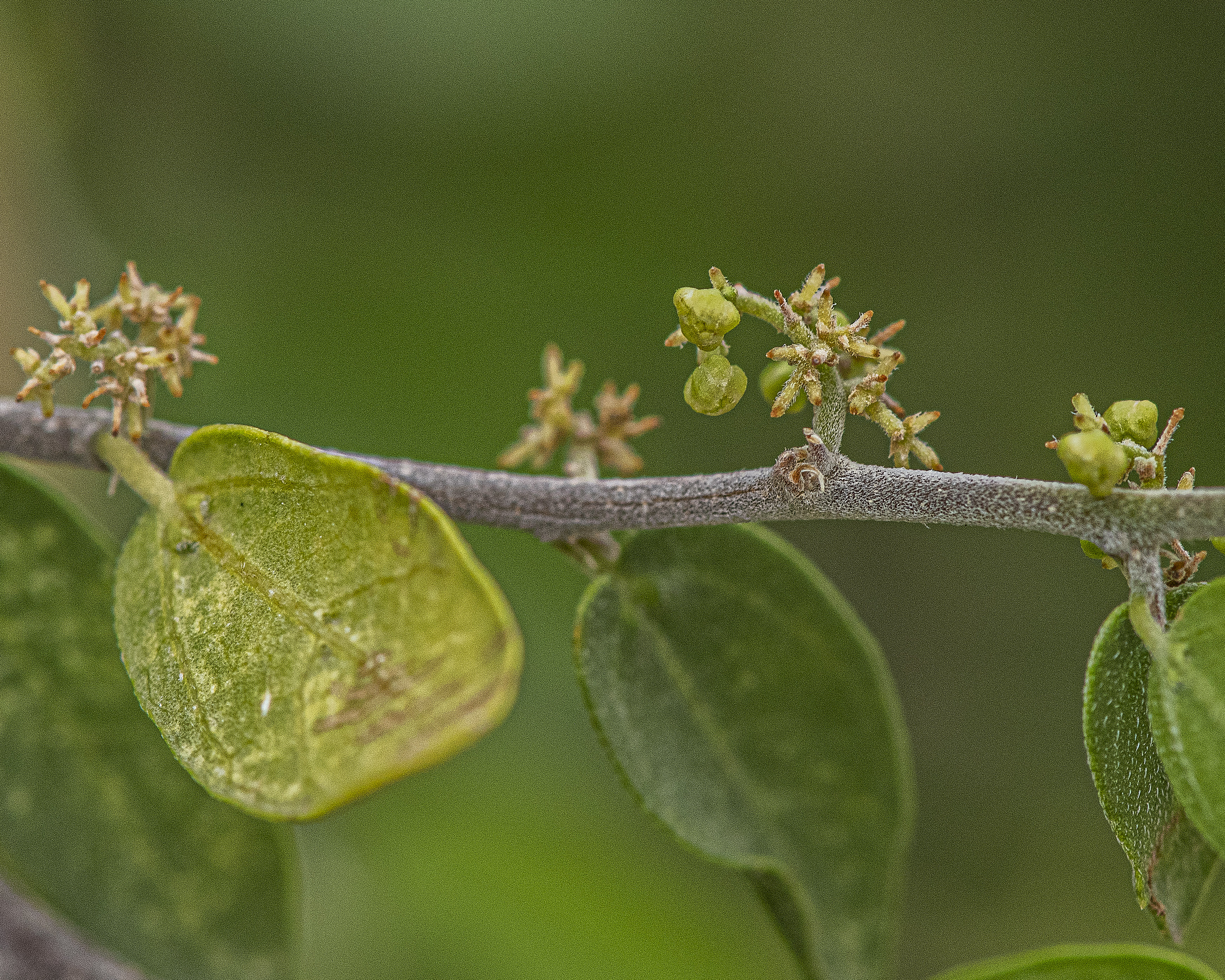 Desert Hackberry Flower