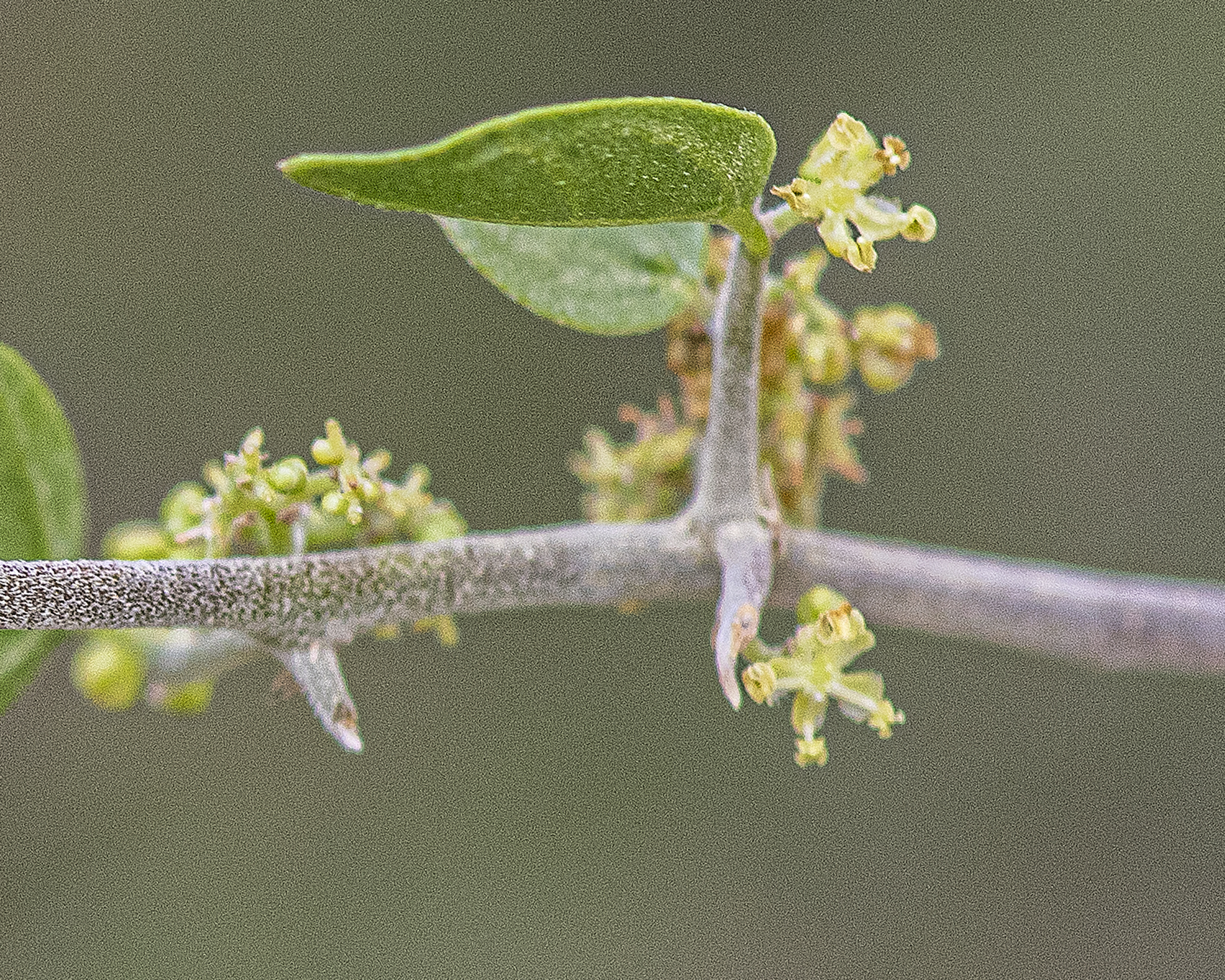 Desert Hackberry Flower