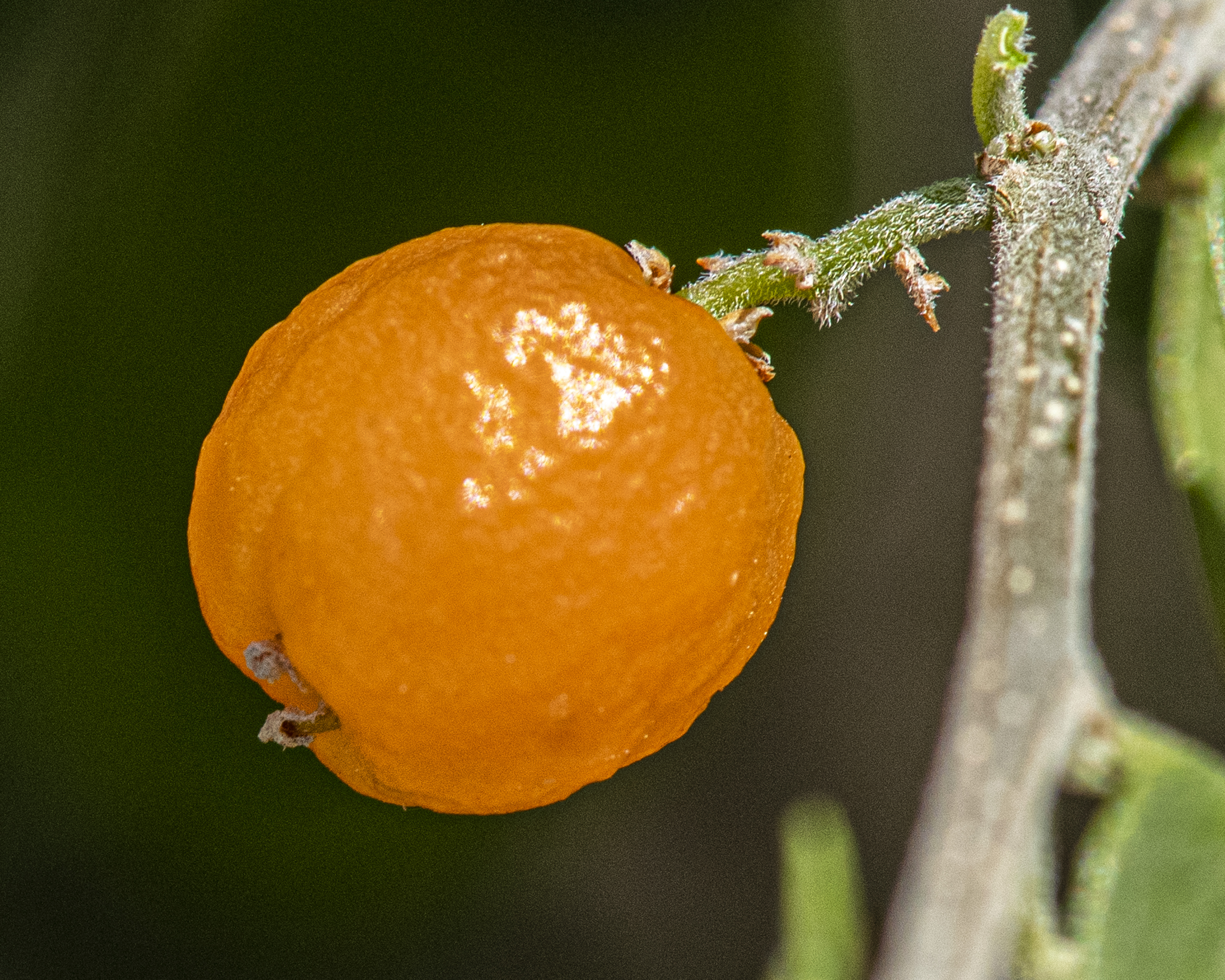 Desert Hackberry Fruit