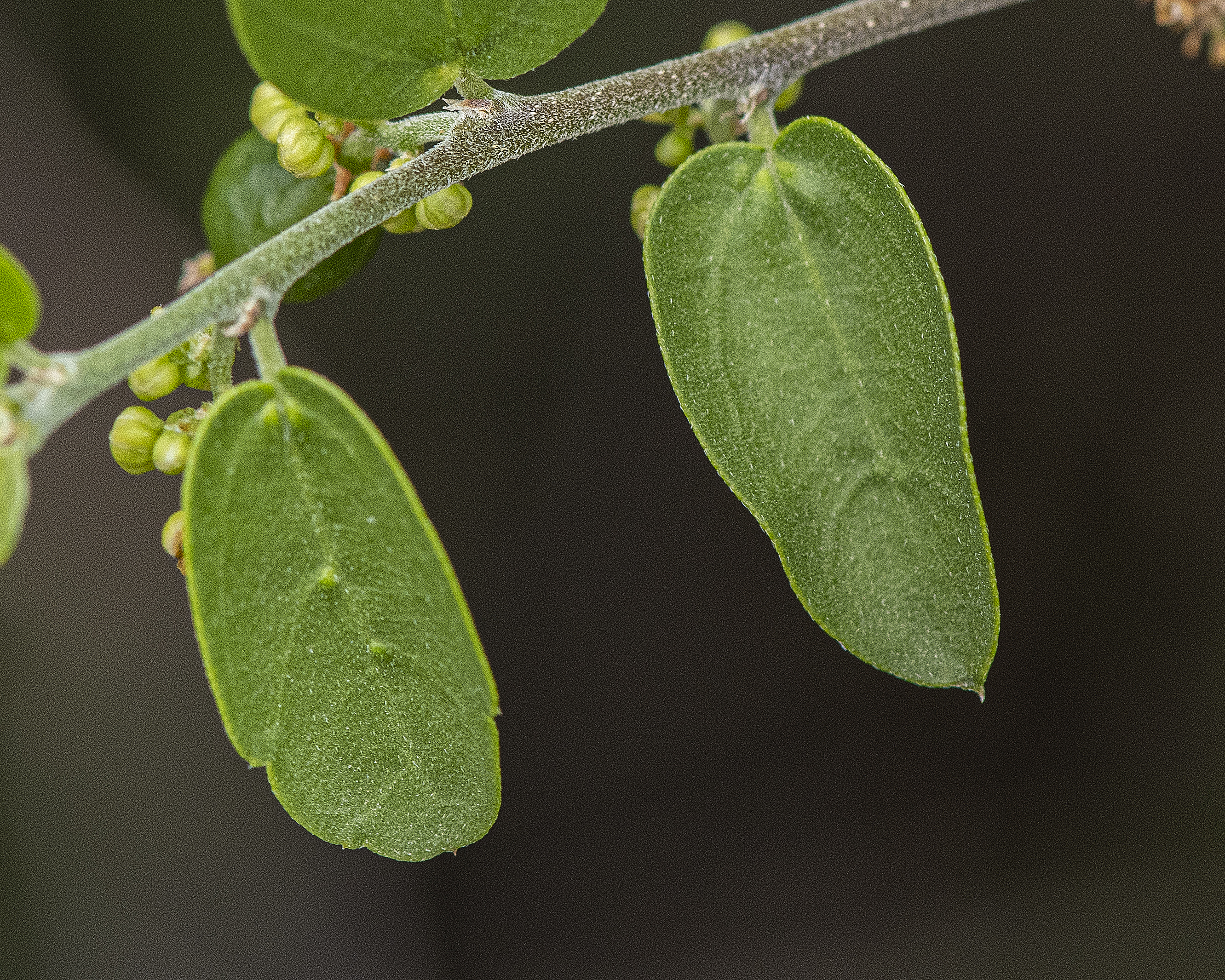 Desert Hackberry Leaves