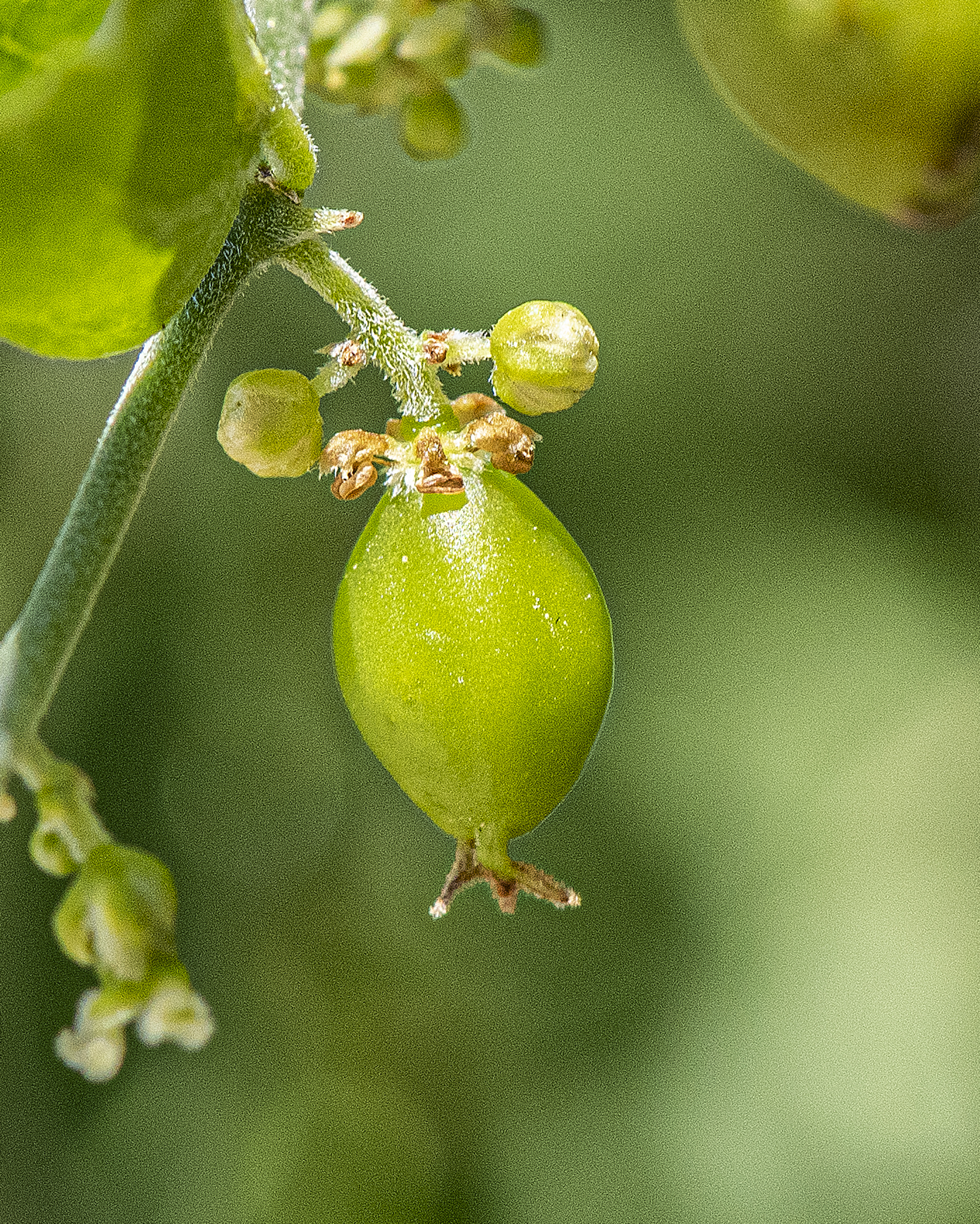 Desert Hackberry Ovary