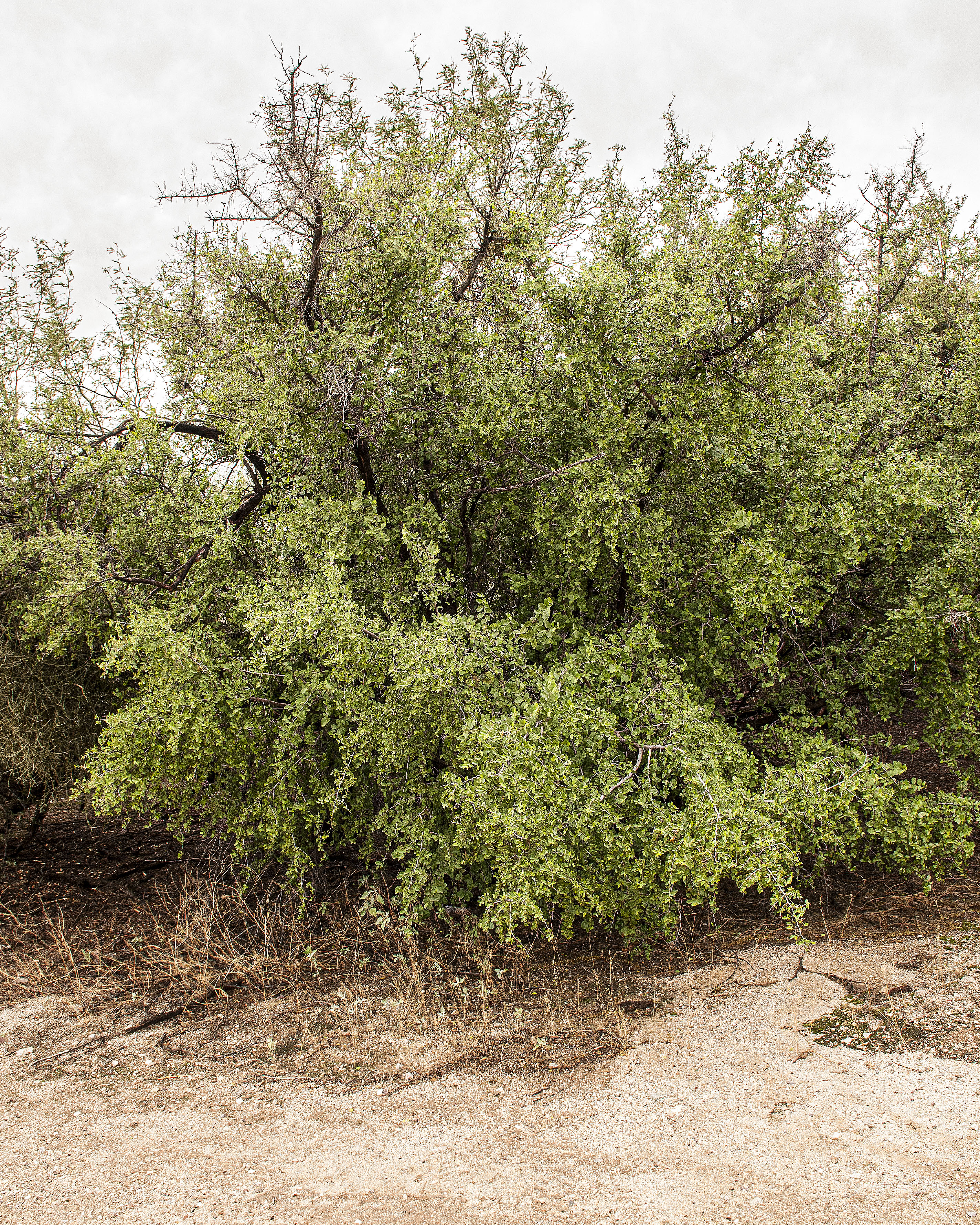 Desert Hackberry Plant